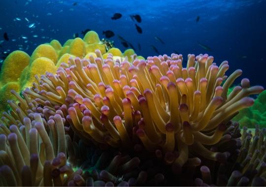 coral on koh rong island (1)