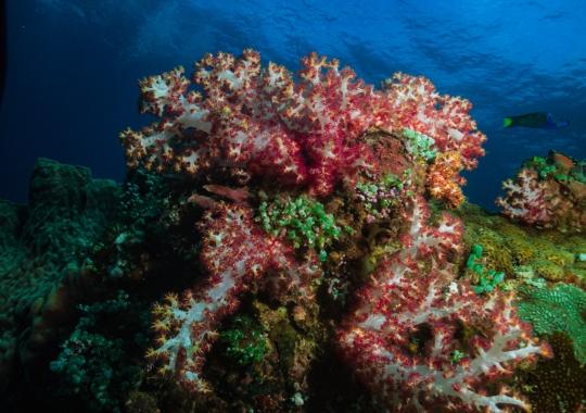 coral on koh rong island