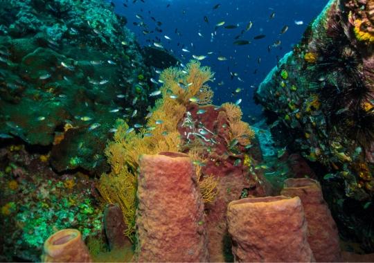 Koh Rong Snorkeling